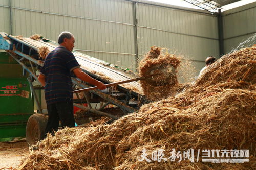 秸 尽所能 废秸秆 变身 绿色饲料
