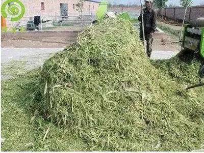 行业 | 养牛人需要知道:玉米秸秆存储十大技术